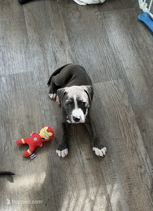 Jake – American Pit Bull Terrier puppy for sale in East Hartford, CT
