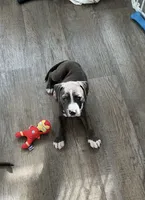 Jake, a male American Pit Bull Terrier for sale in East Hartford, CT – 1 of 1