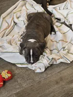Moon, a male American Pit Bull Terrier for sale in East Hartford, CT – 1 of 1