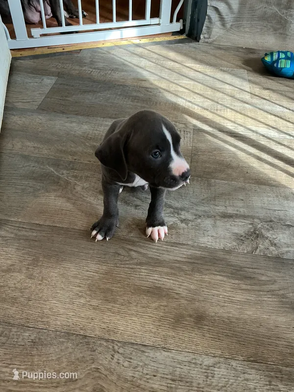 Moon – American Pit Bull Terrier puppy for sale in East Hartford, CT