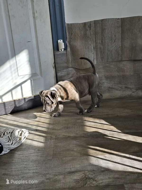 Hershey – American Pit Bull Terrier puppy for sale in East Hartford, CT