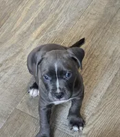 Princess, a female American Pit Bull Terrier for sale in East Hartford, CT – 1 of 1
