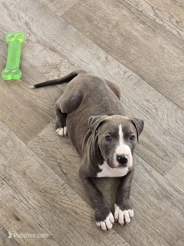 Jake – American Pit Bull Terrier puppy for sale in East Hartford, CT