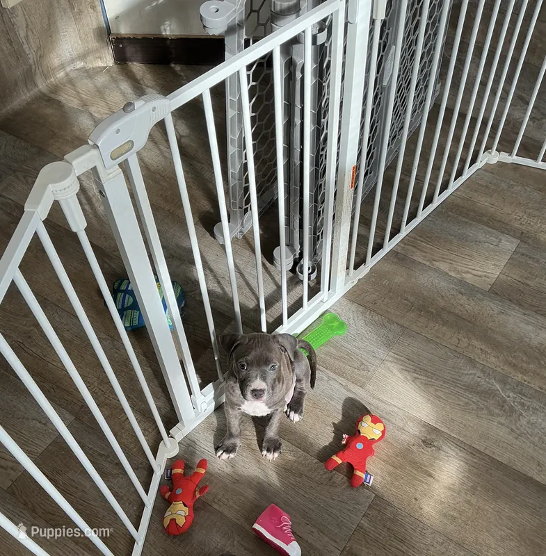 Benji – American Pit Bull Terrier puppy for sale in East Hartford, CT