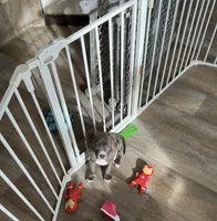 Benji, a male American Pit Bull Terrier for sale in East Hartford, CT – 1 of 1