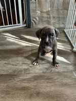 Queen, a female American Pit Bull Terrier for sale in East Hartford, CT – 2 of 6