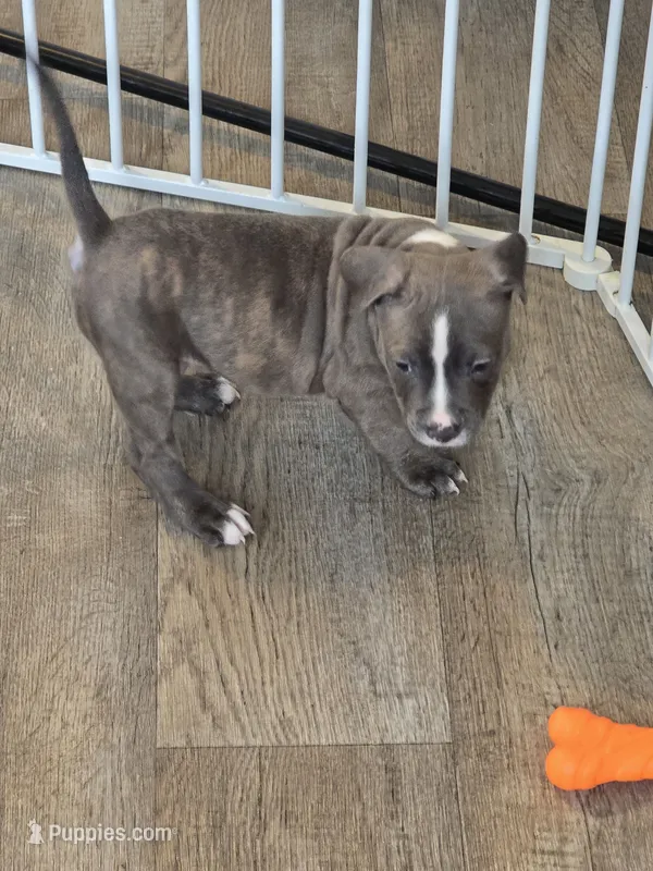 Fox – American Pit Bull Terrier puppy for sale in East Hartford, CT