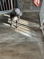 Queen, a female American Pit Bull Terrier for sale in East Hartford, CT – 4 of 6