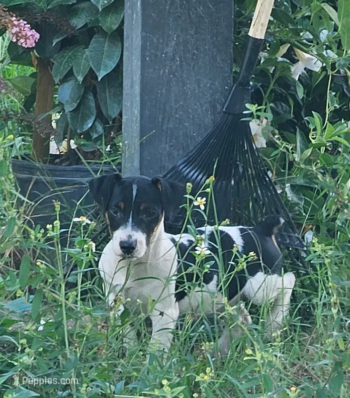 Ziggy  – Jack Russell Terrier puppy for sale in Webster, FL