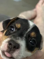 Little girl , a female Jack Russell Terrier for sale in Webster, FL – 2 of 4