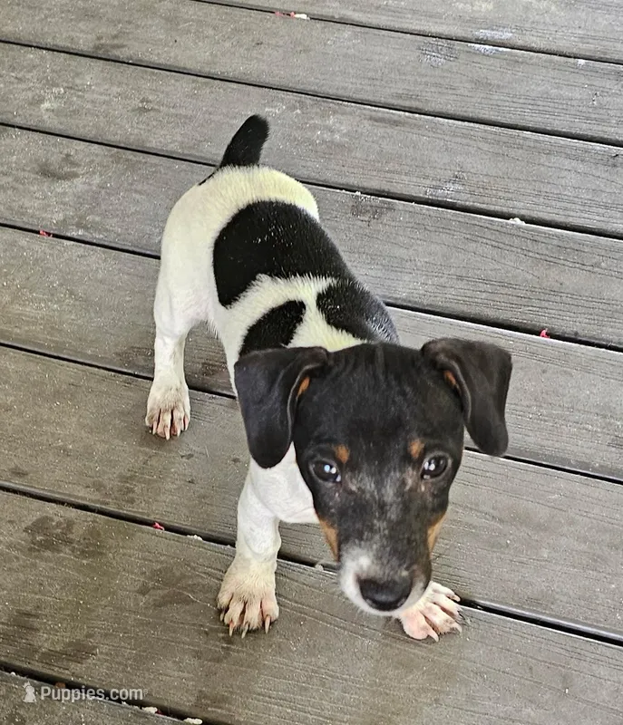 Princesses  – Jack Russell Terrier puppy for sale in Webster, FL