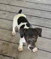 Princesses , a female Jack Russell Terrier for sale in Webster, FL – 1 of 3