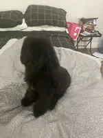 Creed, a male Poodle - Standard  for sale in Inglewood, CA – 6 of 8