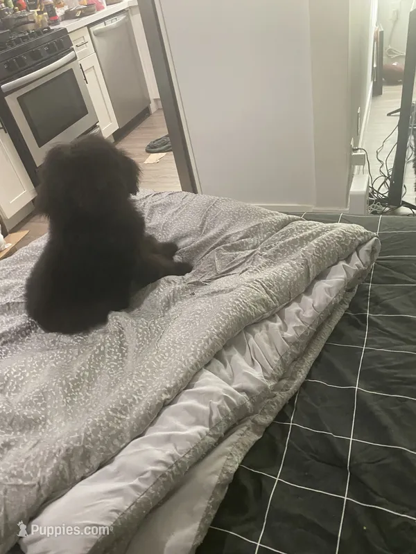 Creed – Poodle - Standard  puppy for sale in Inglewood, CA