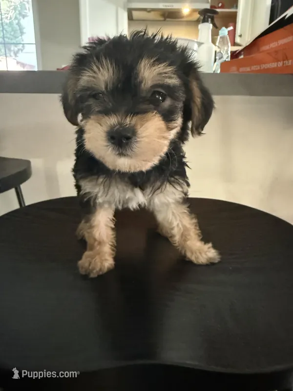 Female – Yorkshire Terrier puppy for sale in Inglewood, CA