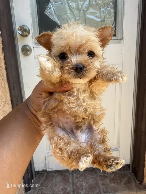 Max – Yorkshire Terrier puppy for sale in Inglewood, CA