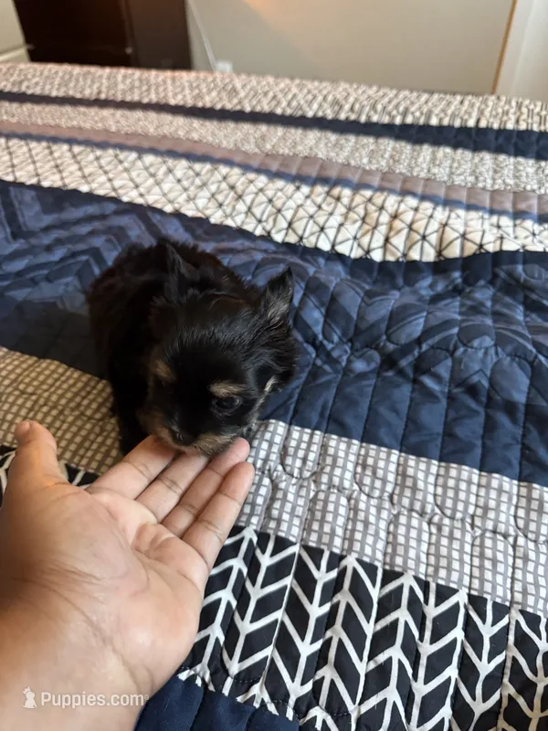 Gia – Yorkshire Terrier puppy for sale in Inglewood, CA