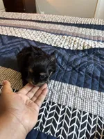 Gia, a female Yorkshire Terrier for sale in Inglewood, CA – 1 of 7