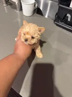 Max, a male Yorkshire Terrier for sale in Inglewood, CA – 3 of 3
