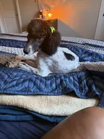 Gia, a female Poodle - Miniature  for sale in Inglewood, CA – 6 of 6