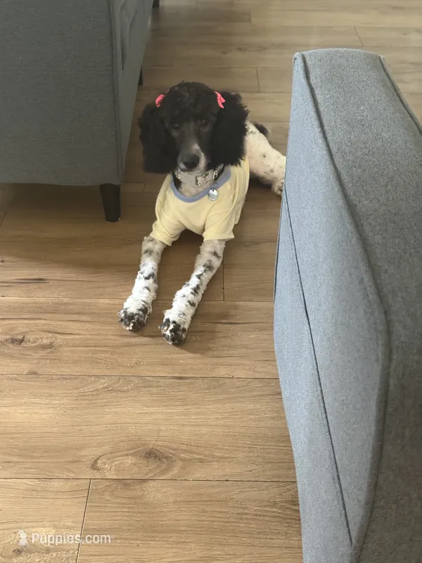Gia – Poodle - Standard  puppy for sale in Inglewood, CA
