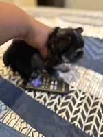 Gia, a female Yorkshire Terrier for sale in Inglewood, CA – 4 of 7