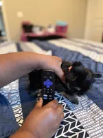 Gia, a female Yorkshire Terrier for sale in Inglewood, CA – 6 of 7