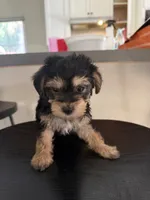 Female, a female Yorkshire Terrier for sale in Inglewood, CA – 2 of 2