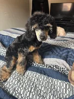 Cashmere, a female Poodle - Miniature  for sale in Inglewood, CA – 2 of 3