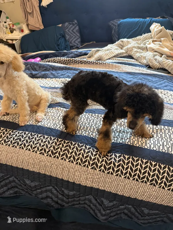 Cashmere – Poodle - Miniature  puppy for sale in Inglewood, CA