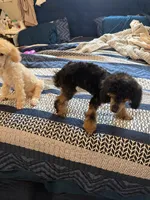 Cashmere, a female Poodle - Miniature  for sale in Inglewood, CA – 1 of 3
