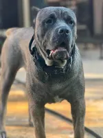 Cardi, a female Cane Corso for sale in Inglewood, CA – 2 of 4