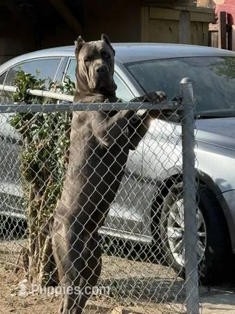 Cardi – Cane Corso puppy for sale in Inglewood, CA