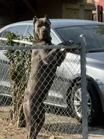 Cardi, a female Cane Corso for sale in Inglewood, CA – 1 of 4