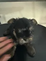 Male, a male Yorkshire Terrier for sale in Inglewood, CA – 4 of 4