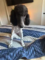 Gia, a female Poodle - Miniature  for sale in Inglewood, CA – 4 of 6