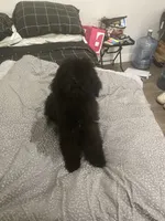 Creed, a male Poodle - Standard  for sale in Inglewood, CA – 2 of 8