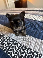 Gia, a female Yorkshire Terrier for sale in Inglewood, CA – 3 of 7