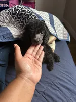 Egypt, a female Poodle - Miniature  for sale in Inglewood, CA – 1 of 1