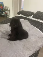 Creed, a male Poodle - Standard  for sale in Inglewood, CA – 3 of 8