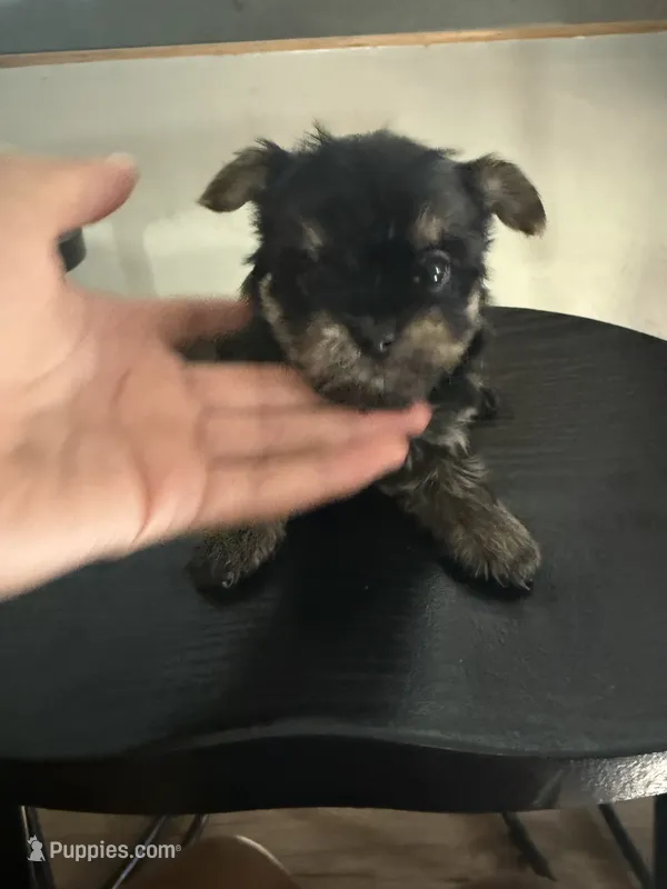 Male – Yorkshire Terrier puppy for sale in Inglewood, CA