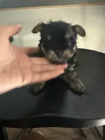 Male, a male Yorkshire Terrier for sale in Inglewood, CA – 1 of 4