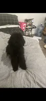 Creed, a male Poodle - Standard  for sale in Inglewood, CA – 8 of 8