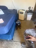 Cardi, a female Cane Corso for sale in Inglewood, CA – 4 of 4