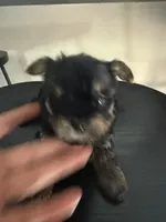 Male, a male Yorkshire Terrier for sale in Inglewood, CA – 3 of 4