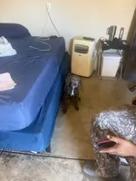 Cardi, a female Cane Corso for sale in Inglewood, CA – 3 of 4