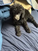 Ace, a male Poodle - Miniature  for sale in Inglewood, CA – 1 of 1