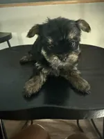 Male, a male Yorkshire Terrier for sale in Inglewood, CA – 2 of 4