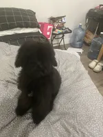 Creed, a male Poodle - Standard  for sale in Inglewood, CA – 5 of 8