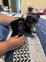Gia, a female Yorkshire Terrier for sale in Inglewood, CA – 2 of 7